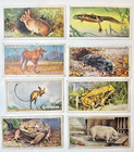 Lot Of 16 Tobacco Cards - 1920 30s Players  Etc  Cigarettes - Animals