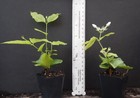 Belle Of India Jasmine  jasminum Sambac Double starter Plant  Intensely Fragrant