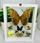 Real Butterflies One Blue Morpho Didius Plus 6 Amazing Butterflies 