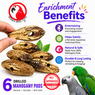 Bonka Bird Toys 3410 Pk6 Drilled Mahogany Pods Foot Talon Craft Part Parrot Toys