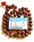 Natural 7 Mukhi Rudraksh Mala 33 Bead Nepal Origin Lab Certified