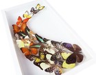 Luxury Art Real Butterfly In White Frame Display Insect Taxidermy Wall Decor