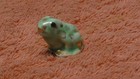 Vtg Small Ceramic Frog Gold Highlights