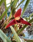 Spiking  Maxillaria Tenuifolia Orchid Species  Blooming Size  Highly Fragrant