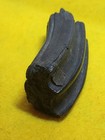 Fossil Horse Tooth Equus Sp  Pleistocene Polk Co  Florida