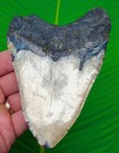 5 15    Megalodon Shark Tooth  Real Fossil No Restorations Sharks Teeth