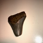 Wow 2 3    Megalodon Shark Tooth Real Fossil Prehistoric Teeth Kids Gift Present