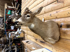 Shoulder Mount Diy  White Tail Deer No Antler Buck Doe Taxidermy Wtd20