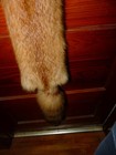Huge Beautiful Tanned Red Fox Fur Pelt Skin Taxidermy F1 Man Cave Log Cabin Trim