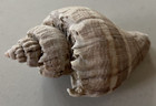 3 Beautiful Small Conch  margistrombus  Sea Snail Shells Craft Beach Decor