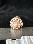 Seashell Conus Ammiralis Linne Philippines  s190 