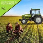 Nut Cravings - Brazil Nuts Roasted   Salted - No Shell  Whole  32oz - 2 Lb    