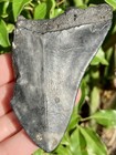 Natural Beautiful 3 32    Megalodon Tooth Fossil Shark Teeth