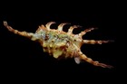 Tatskieshells- Lambis Scorpius - 132mm