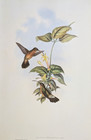 John Gould Black-tailed Hummingbirds Vintage Art Print Bookplate 9