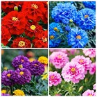 1000  Perennial Marigold Flower Seed For Planting Outdoor-attracts 