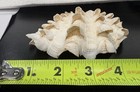 Natural Giant Clam Shell Tridacna Fluted Ribbed Nautical Coastal Decor
