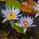 Dried Organic Blue Lotus Flower Whole Egyptian Nymphaea Caerulea 100 herbal Tea