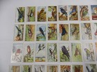 Gallaher Cigarette Cards British Birds 1937 Complete Set 48