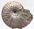 Beautiful Iridescent Ammonite Fossil Opalized Ammolite Madagascar Nautilus Opal