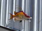 26  Hogfish  hog Snapper  Two Sided Fish Mount Replica - Quick Production