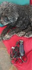 Oster Turbo A5 Professional Dog And Cat Grooming Clipper