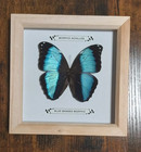 Real Framed Butterflies Blue Morpho In Wooden Frame  taxidermy entomology New