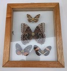 Costa Rica Framed Butterflies Certificate Framed