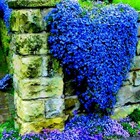 Mixrug 21000  Blue Creeping Thyme Seeds Ground Cover blue Woolly