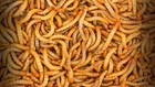 Live Mealworms 500 Ct     3 4    1  Feeder Insects   Live Arrival Guarante