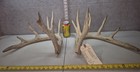 176-5    Set Farm Whitetail Deer Cuts Antlers Taxidermy Mount Cabin Decor Craft