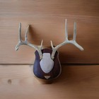 8 Point Deer Cap Antlers Horns Taxidermy Mount Rack Mounted White Tail 2000 s R3
