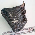Nice Fossil Ice Age Mammal Tooth Pleistocene Era  Doggerland  North Sea  3