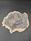 Petrified Wood Slab Polished