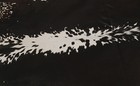 New Cowhide Rugs Area Cow Skin Leather 20 61 Sq feet  56 x53   Cow Hide U-1319