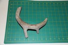 Large Branched Deer Antler Dog Chew  53   Bone Chews Deer Elk Treats Deer 207
