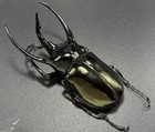 Dynastinae Beetle - Chalcosoma Caucasus  m  111mm  - Java  Indonesia  a2 