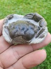 Vulgaris Pulalius Crab Fossil