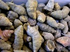 Horn Coral Agatized Fossil 2 5-1 Inch 1 Pound Lot Northern Africa 5 Plus Piece