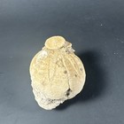 Florida Fossil Echinoid Eupatagus Antillarum 61 Mm 20 Mm Baby On Top Rare  