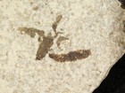 Winged Insect Fossil 100  Natural From Fossil Lake Wyoming 5 55