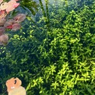 Combo   10 Species Live Aquarium Plants   Buy 2 Get 1 Free Easy For Beginner