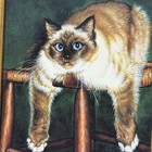 Vintage Sue Ellen Ross Birman Cat Framed Print Blue Eyed Cat Wall Art Decor