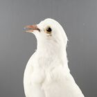 Double Headed Rock Pigeon Taxidermy Unique Oddity Curiosity Livia Dove