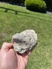 Ankylosaur Armor Spike Scute Dinosaur Fossil Lance Formation Wy Natural