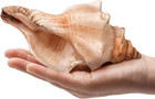 Giant Natural Conch Shell Striped Fox Conch Seashell 6-7 Inches Large Sea Shel
