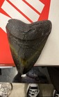 Megalodon Shark Tooth Fossil