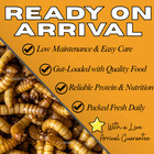 1000 Live Mealworms - Free Shipping  Bulk  Grown Organic In Texas
