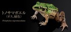 Bandai Black-spotted Pond Frog Action Figure Advance Male Green 7cm Japan