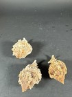 3 Specimen Murex Phylllonotus Pomum  apple Murex   - 60 61 And 70 Mm Data W o